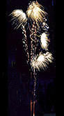Queue de com�tes or, com�tes abeilles, sifflet et cr�pitant.