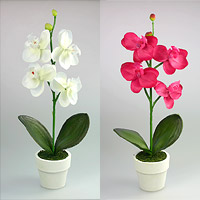 POT Fleur Orchidée pas cher