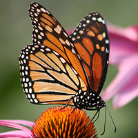 Lacher de Papillons Vivants