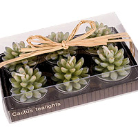 Lot 6 Chauffe-plat Cactus Réalistes Boîte Cadeau