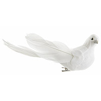 Colombe sur Pince Blanche