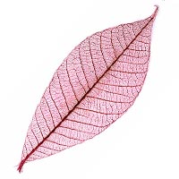 Lot de 50 Feuilles Déco Naturelles et Veinées