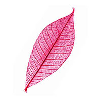 Feuilles Déco Naturelles et Veinées Fuchsia x50