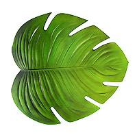 Grande Feuille Verte Tropicale Monstera