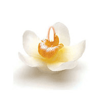 Lot 28 Mini Bougies Orchidée Flottantes Boite