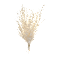 Mini Branches Pampa Ivoire Décoration Florale