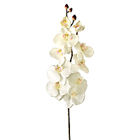 Orchidée Géante Tige 85 cm 9 Fleurs Blanches