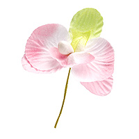 Orchidées Blanc Rose Pastel Déco Mariage
