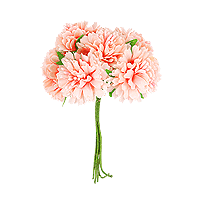 Bouquet 6 Mini Oeillets Rose Blush sur Tige 11cm