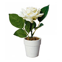 Petit Pot Rose Blanche Décoration