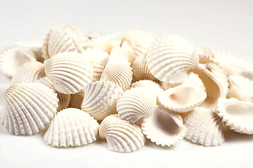 Coquillages Naturels Décoration - 250g, Taille 2-3 Cm, Blancs/jaunes