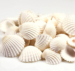 Petits Coquillages Beige Blancs Décoration