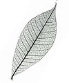 Feuilles Séchées Décoration Argent