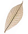 Feuilles Séchées Décoration Doré