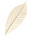 Feuilles Séchées Décoration Ivoire