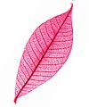 Feuilles Séchées Décoration Fuchsia
