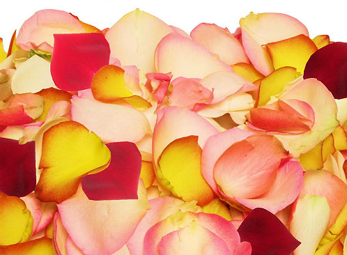 Pétales de Roses Frais Multicolor Mariage