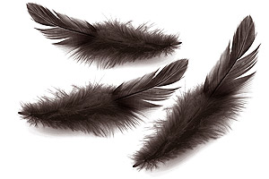 Plumes Caresses Sensuelles Noir