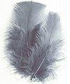 Plumes Décoration Mariage Gris