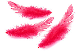 Plumes Longues de Décoration Table Fuchsia