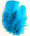 Plumes Décoration Mariage Turquoise