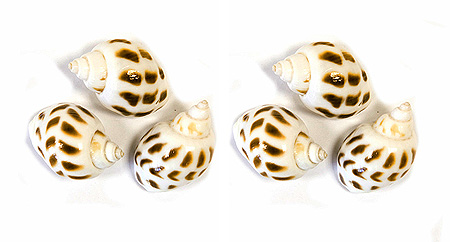 6 Petits coquillages blancs décoration