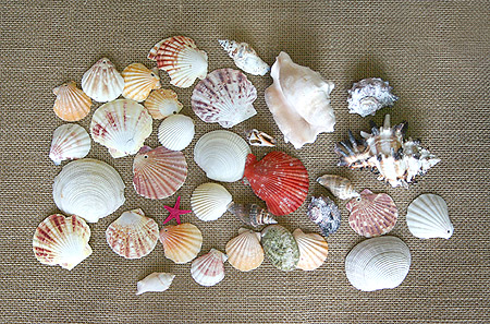 Coquillage Décoration Table Salle Mariage
