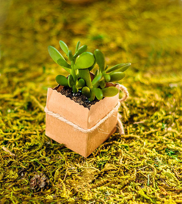 Gukasxi Mousse de forêt séchée pour plantes en pot - Décoration de