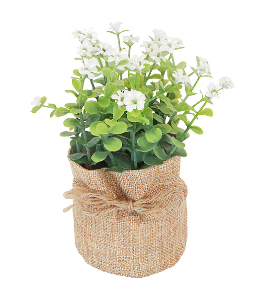 Fragon Faux Houx Ruscus Aculeatus Plantes Fraiches Sauvages