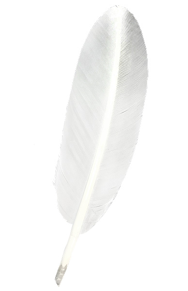 Plume blanche - Lot de 20