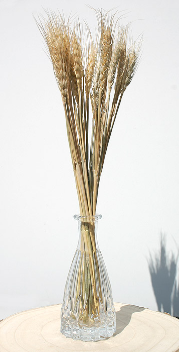 Vase avec épis de blé